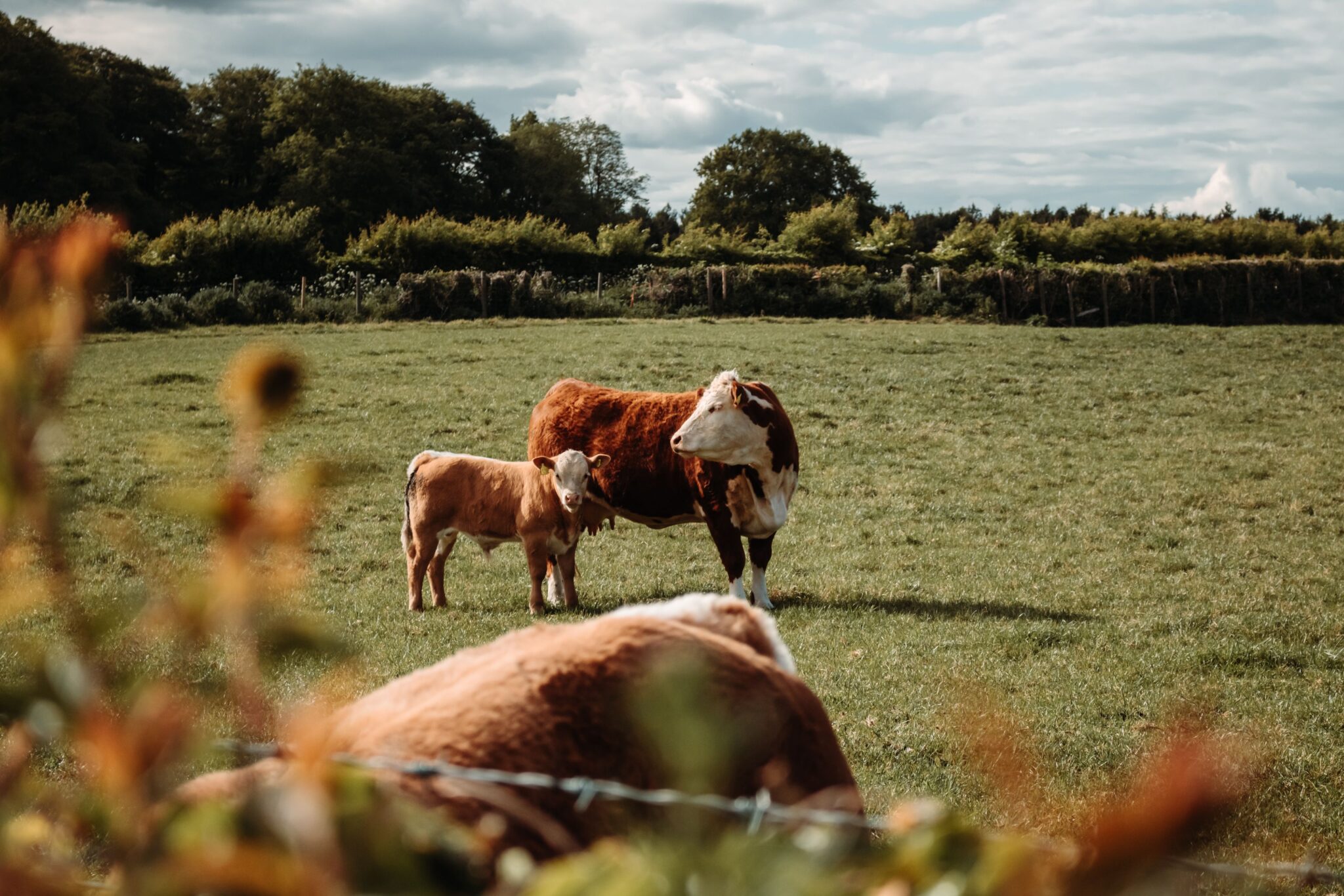 A herd of cows along with a calf grazing peacefully in a green rural pasture under a cloudy sky.