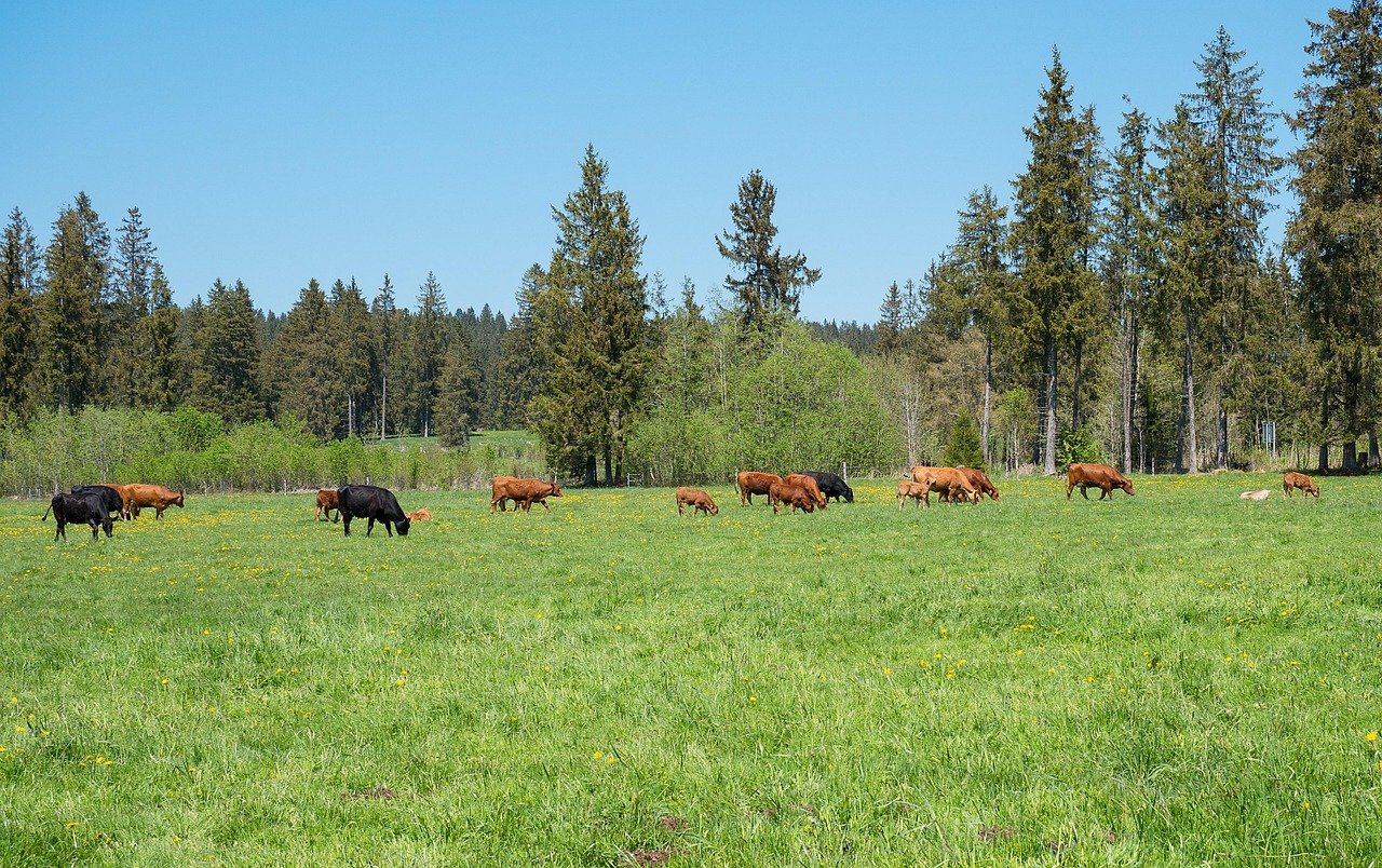 jura hike, law, mother cow, cow, suckler cow husbandry, cub, calf, swiss jura, forest, trees, nature, trail