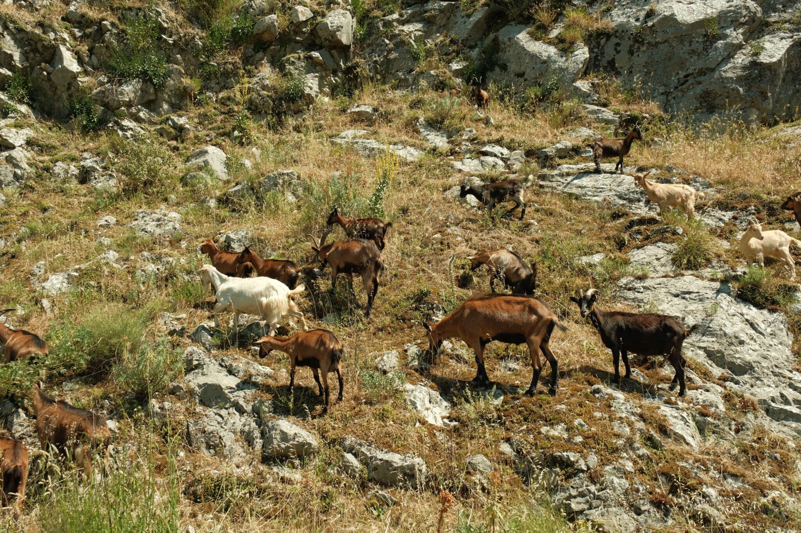 A herd of goats grazing on rugged rocky hillsides in Shkodër, Albania, under clear skies.