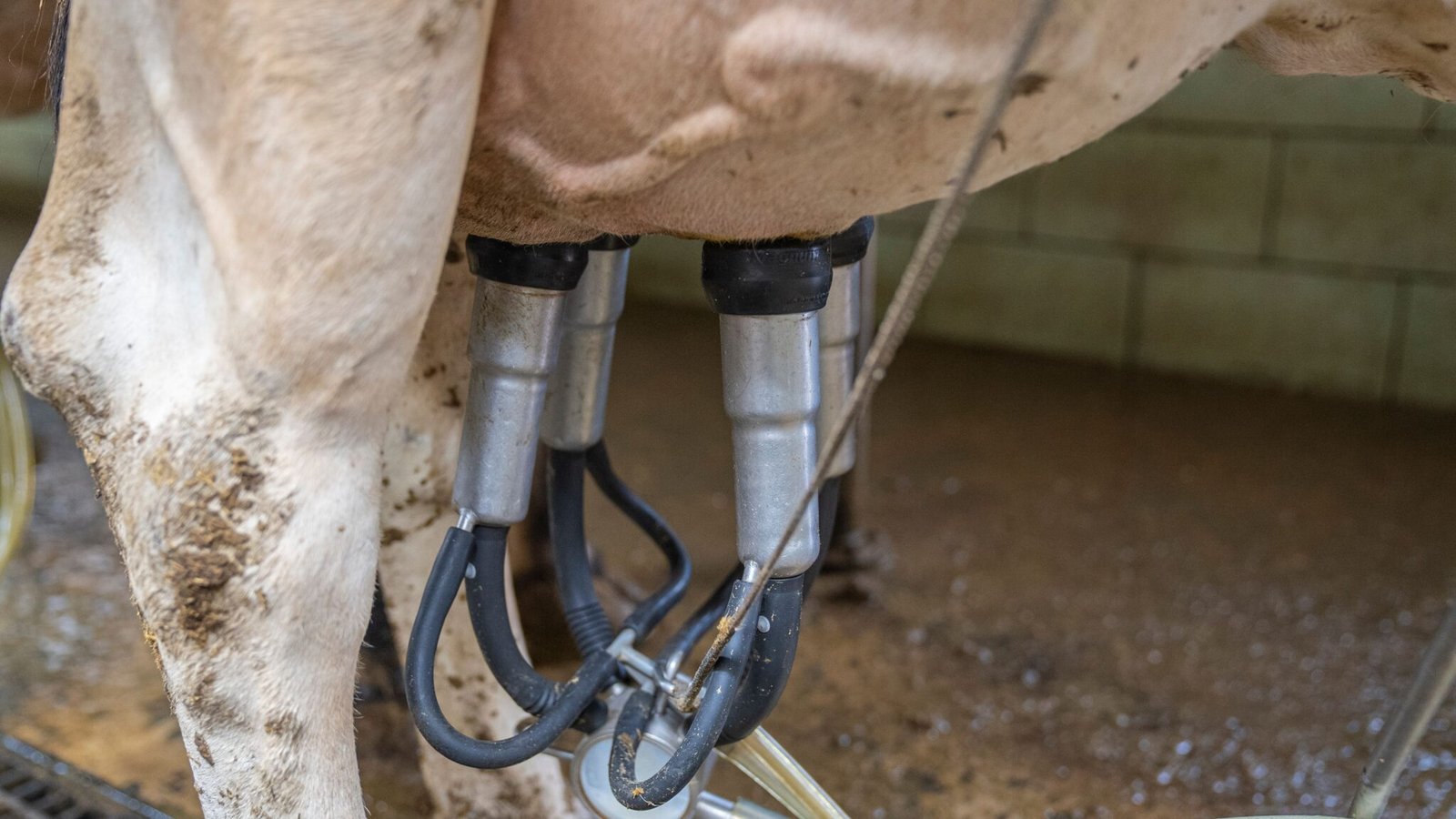 Close-up of automated milking machine on a cow in a dairy farm setting.